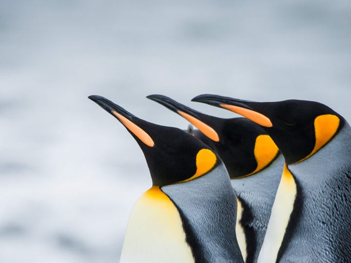 Penguins