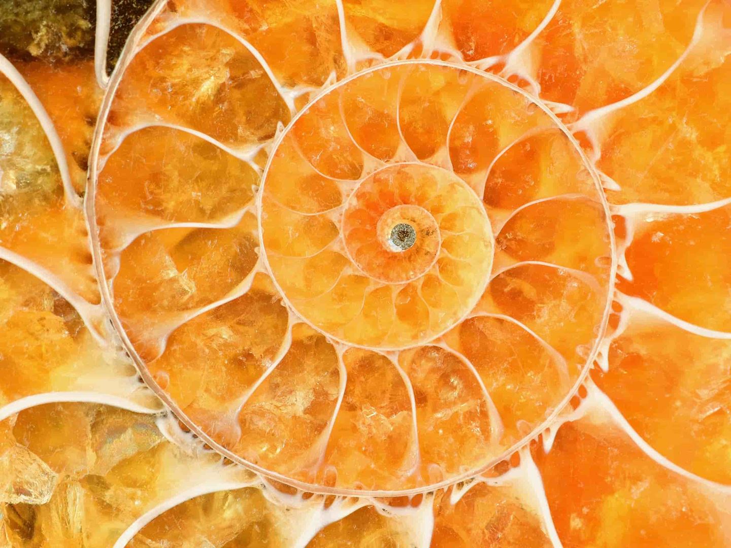 Beautiful bright amber colored ammonite shell