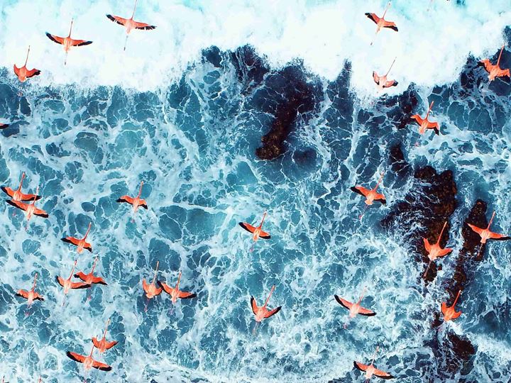 Aerial view of flamingos flying over sea