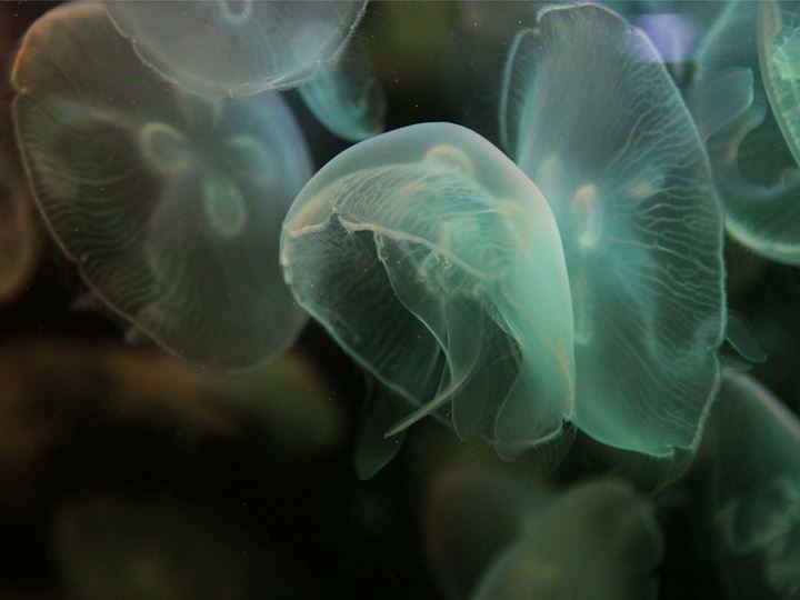 Jellyfish under water