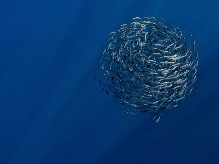 School of fish creating a ball